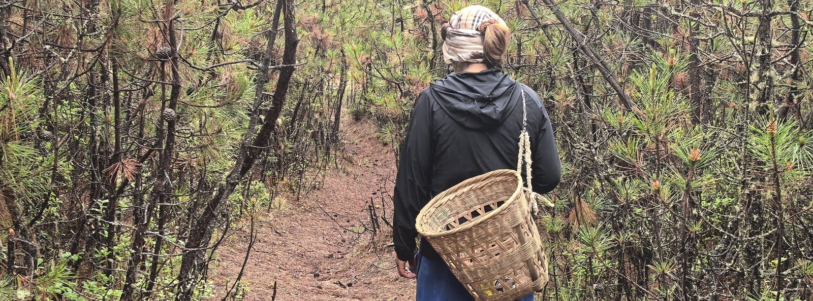 The Wild Mushroom Hunter: A Forest's Adventure of Risk and Reward