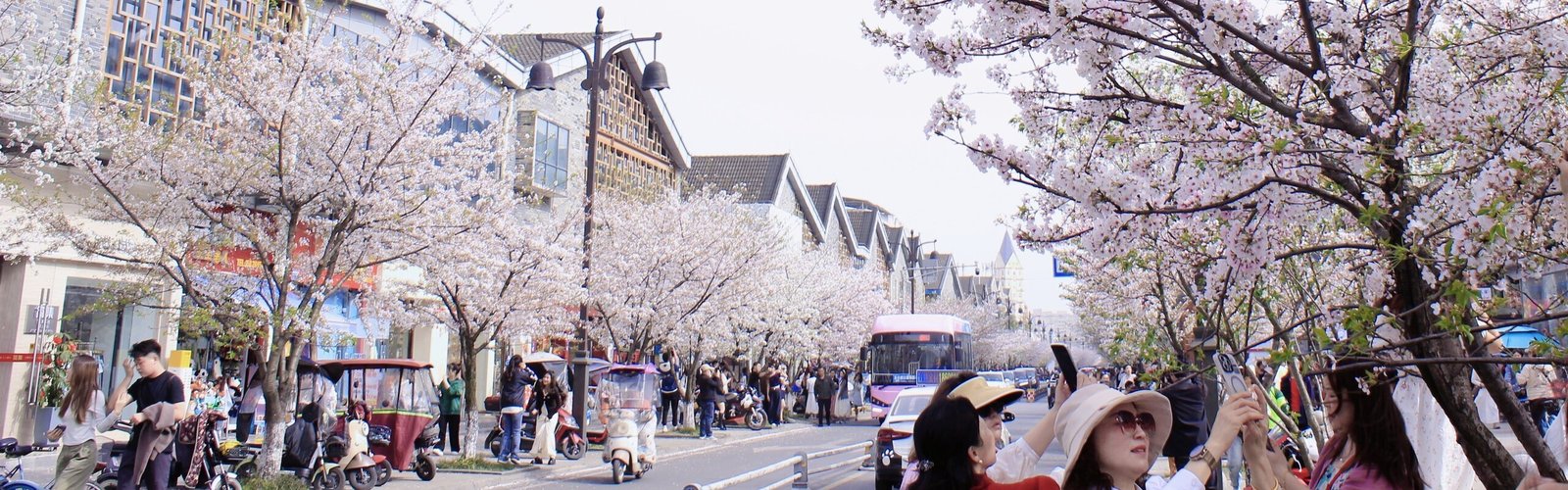 Chengdu Weather in March 2026: Cherry Blossom Time