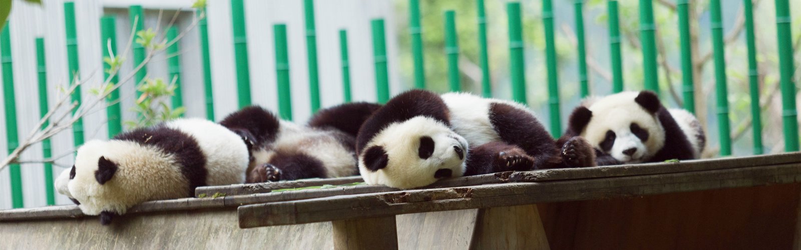 Chengdu Small Group Day Tours
