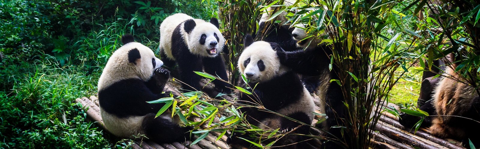 Chengdu Weather in July 2026: How to Plan a Cool Trip