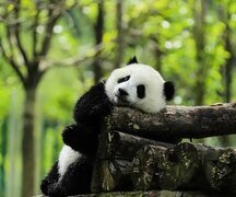2-Week China Essence and Panda Tour