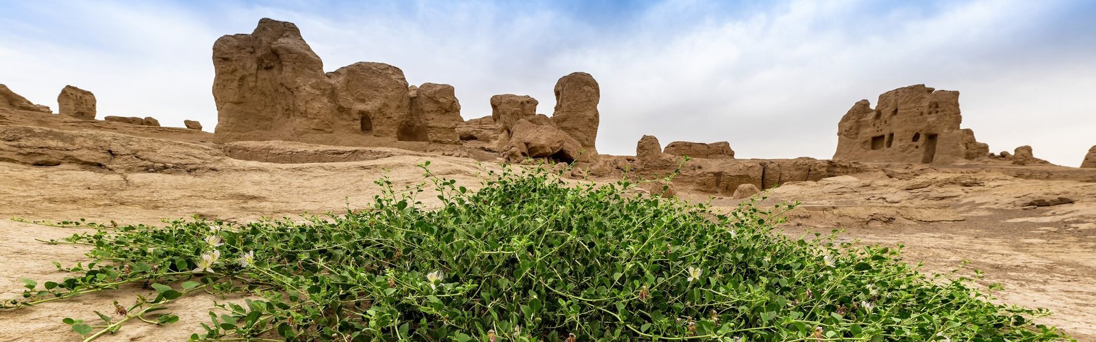 The Western Xia Dynasty        
