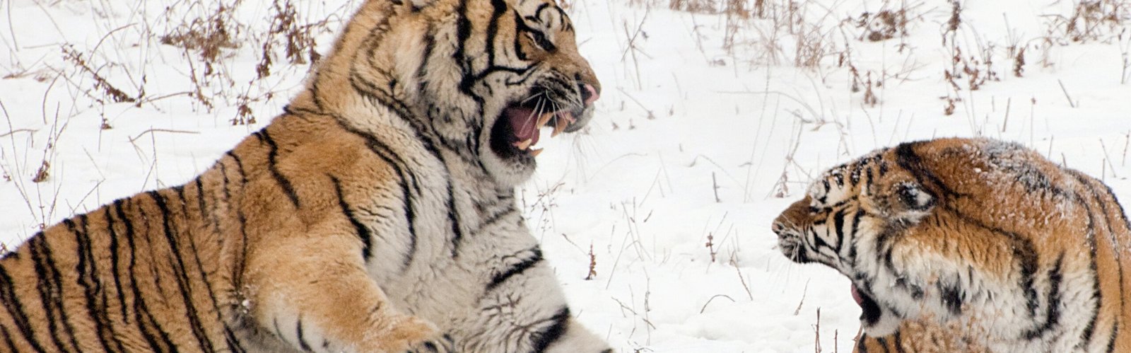  Siberian Tiger Park 