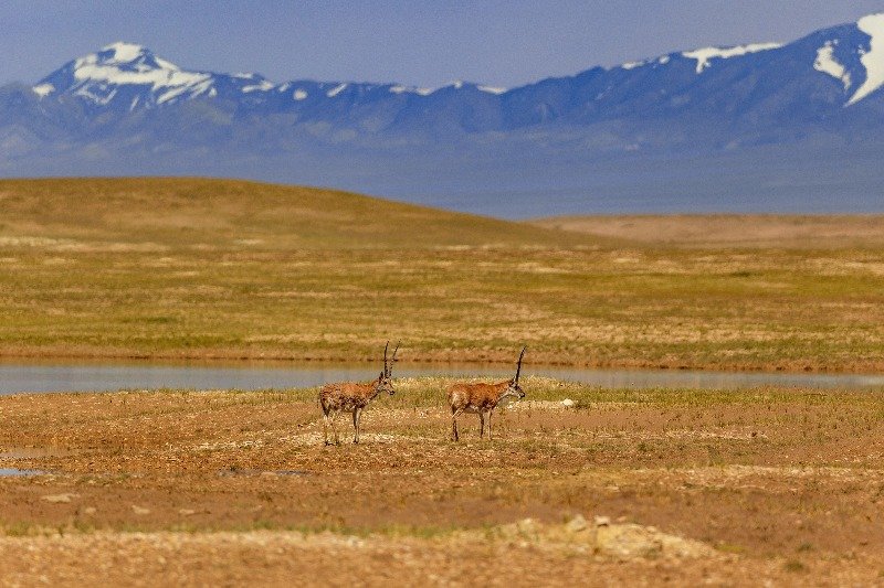 Xining - Lhasa Train 