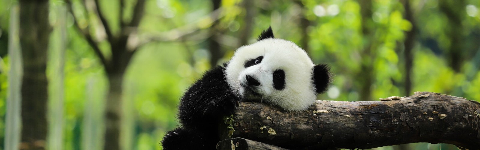 15-Day Yunnan, Chengdu, Jiuzhaigou, Dunhuang and Jiayuguan Tour
