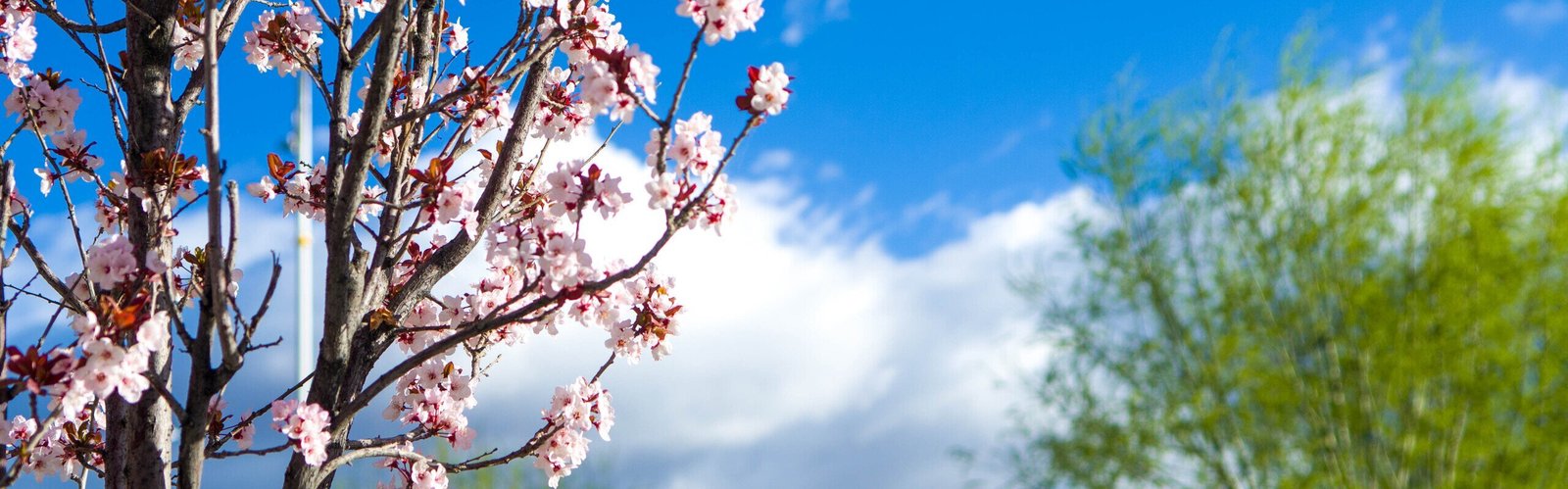 Shanghai Weather in April 2027: Cool, Drizzles, and Blossoms