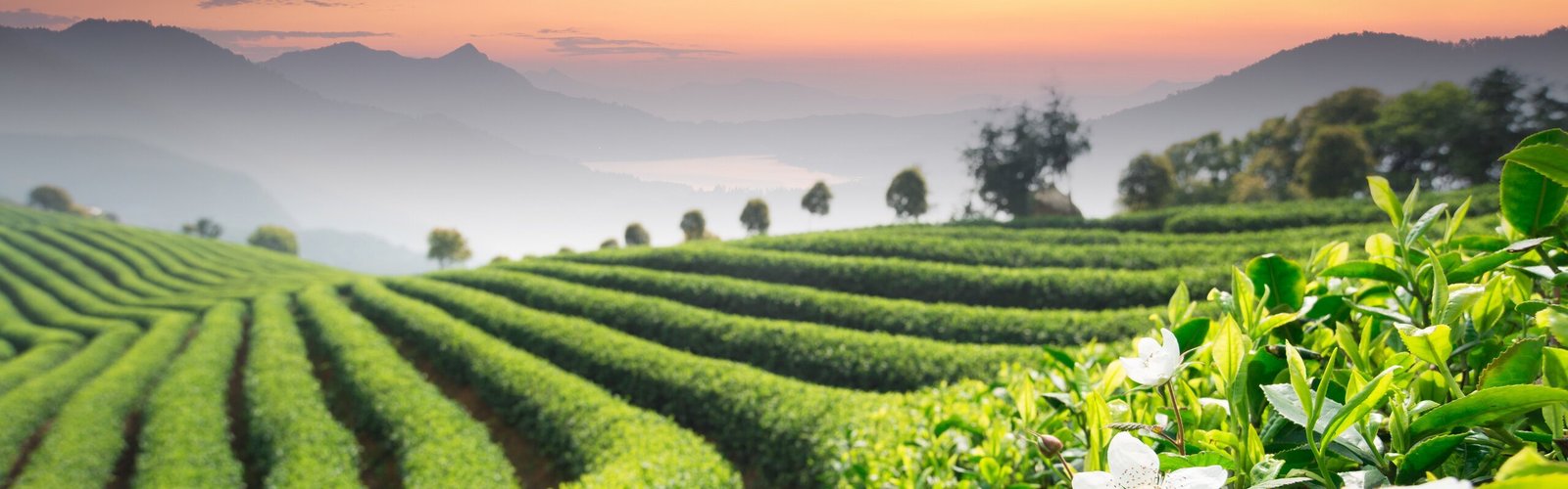 When to Visit Hangzhou: Choosing Your Perfect Season
