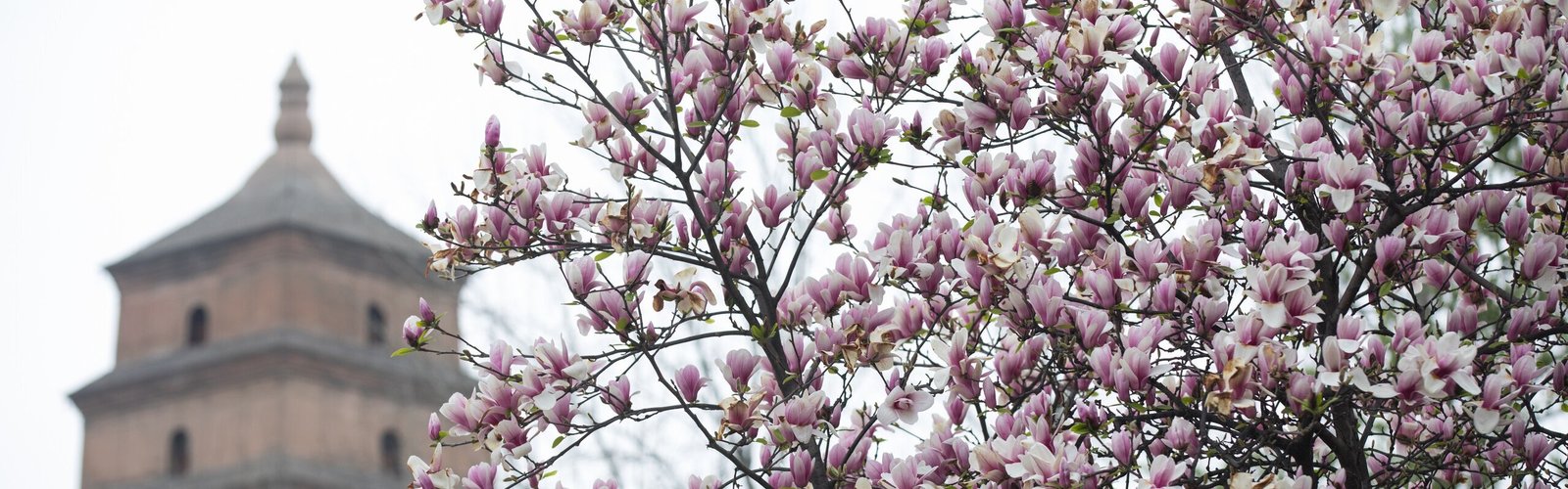 Xi'an Weather in March 2026: Things to Do and Travel Tips