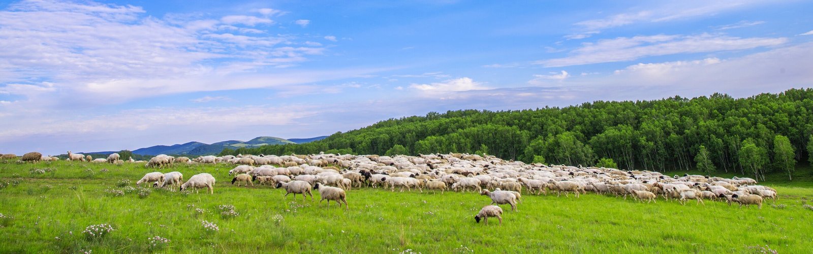 Hulunbuir Grassland