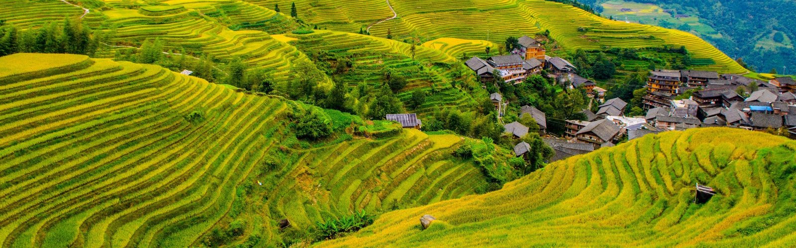 Longji Rice Terraces: Tips, Hiking Routes & Best Times